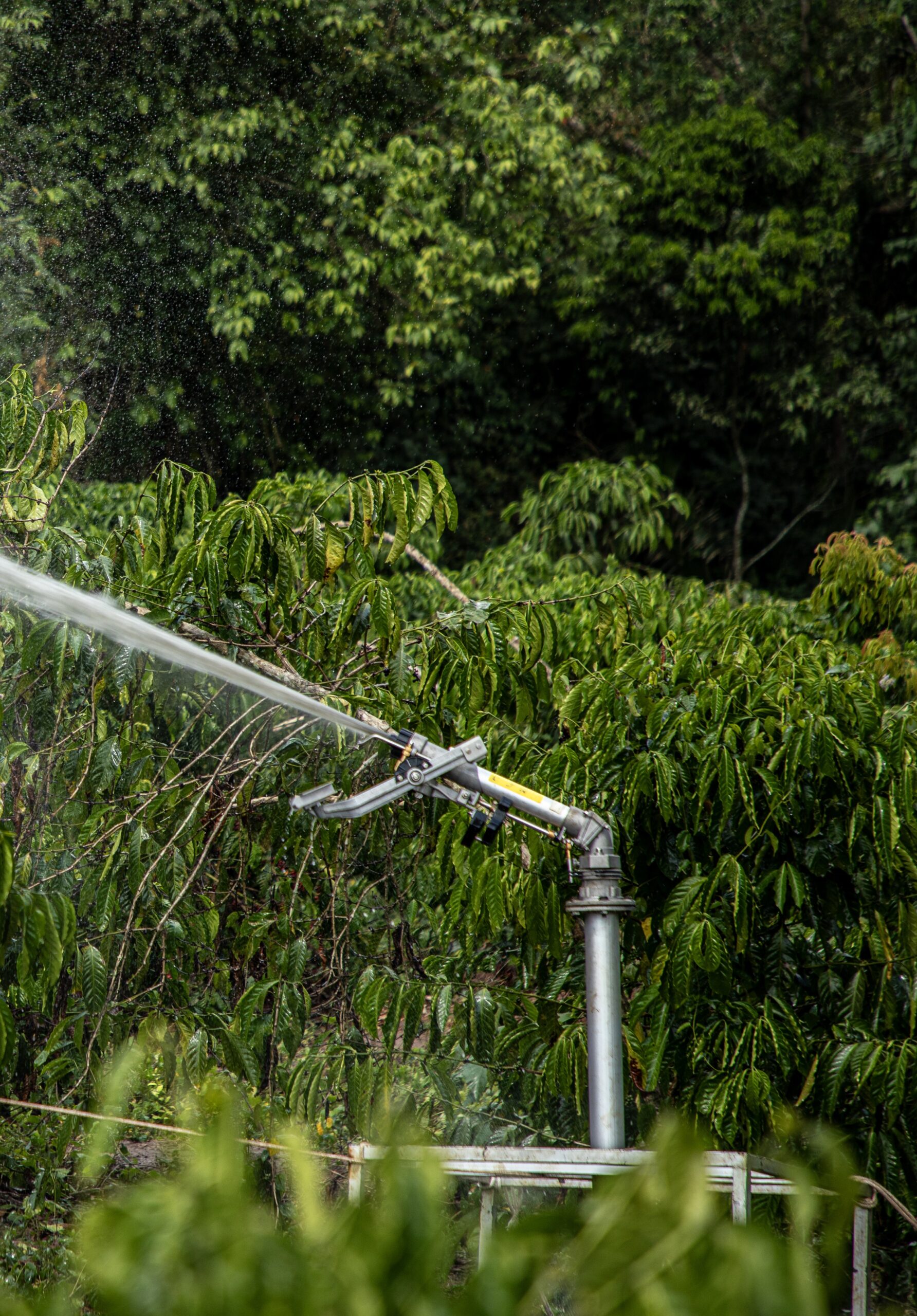 Sprinkler In Action